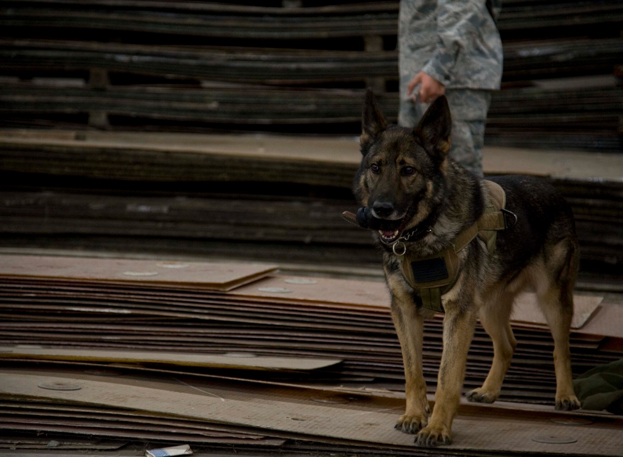 Karo, 35th Security Forces Squadron  military working dog, stands alert during  training at Misawa Air Base, Japan, May 4, 2015. This training is part of the military working dog team certification process. The amount of time for a team to become certified depends on the ability of the dog and handler to accomplish the mission together. (U.S. Air Force photo by Airman 1st Class Jordyn Fetter/Released)