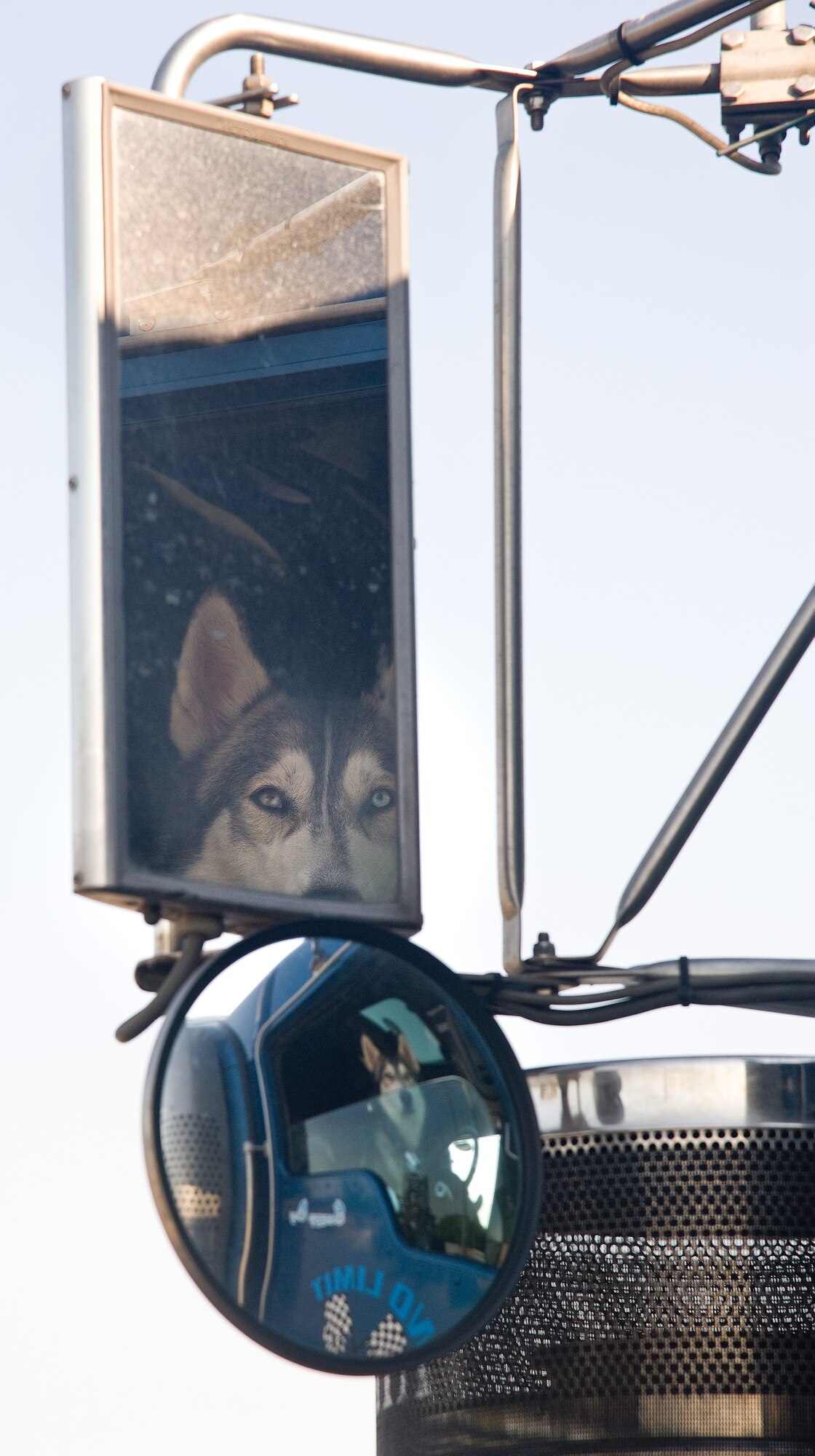 Scrap, a two year-old Husky, sits patiently inside the cab of a tractor-trailer May 4, 2015, at the 436th Aerial Port Squadron on Dover Air Force Base, Del. Scrap and his owner, Michael Rhoden of No Limit Transportation, LLC, Coweta, Okla., picked up palletized cargo requiring ground transportation to the Midwest region. (U.S. Air Force photo/Roland Balik)