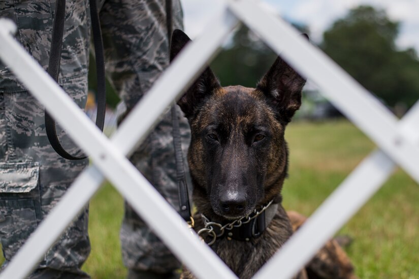 Military working dog Chico stares through a fence during the annual base picnic May 1, 2015 at Joint Base Charleston, S.C. The two-day event included free food, live music, an inflatable obstacle course, a rock-climbing wall, a military working dog demo, prizes and demonstrations from local organizations. These organizations  support service members throughout the year. (U.S. Air Force photo/Senior Airman Jared Trimarchi) 