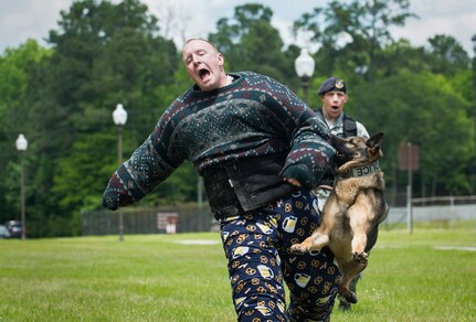 Staff Sgt. Sean Baker is attacked by a military working dog named Hulk May 1, 2015 at Joint Base Charleston, S.C., during the annual base picnic. The two-day event included free food, live music, an inflatable obstacle course, a rock-climbing wall, a military working dog demo, prizes and demonstrations from local organizations. These organizations support service members throughout the year. Baker is a member of the 628th Security Forces Squadron. (U.S. Air Force photo/Senior Airman Jared Trimarchi) 