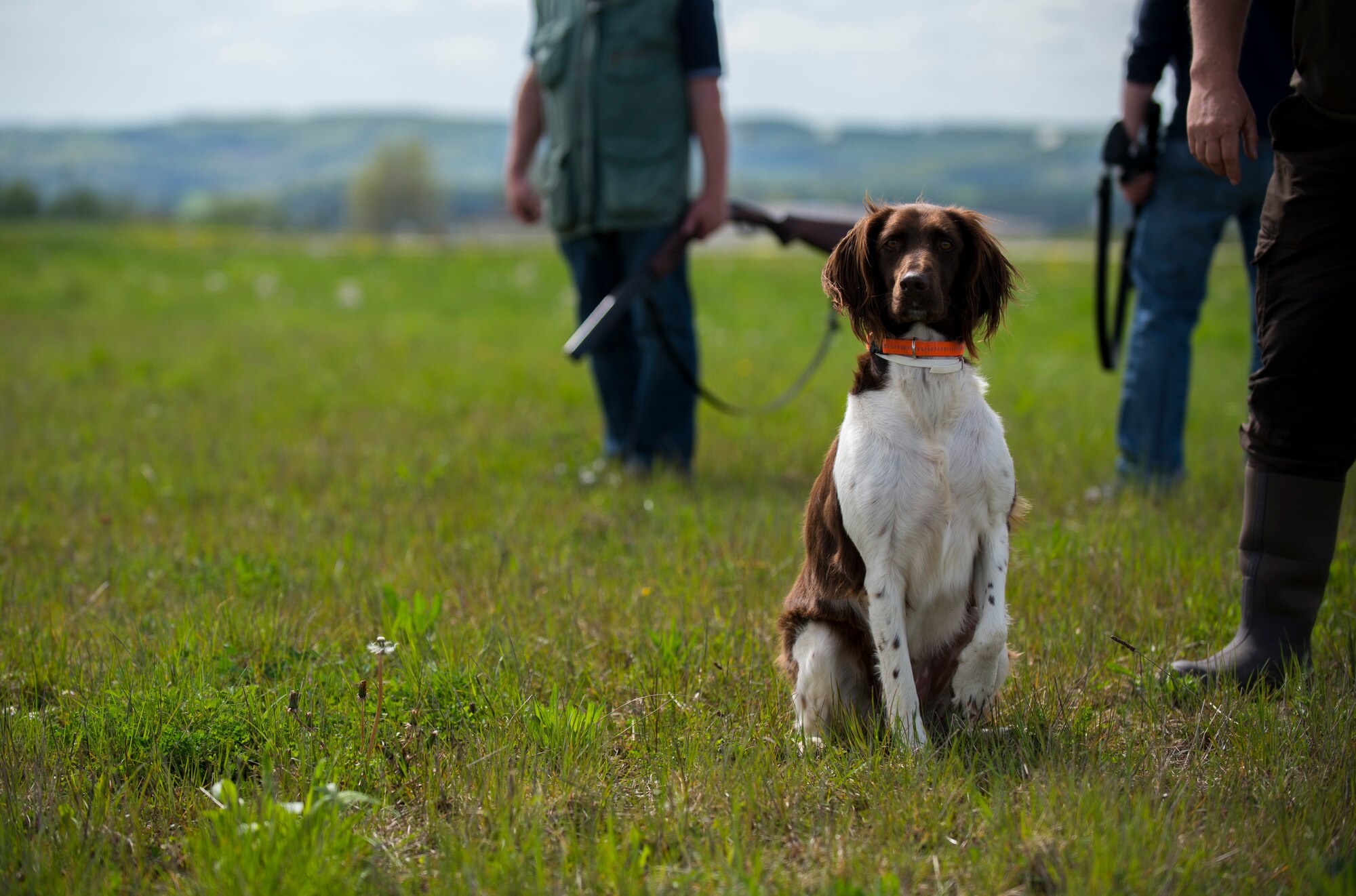 A hunting dog looks out into a field alongside the flightline during a hunting demonstration by the volunteer base hunters at Spangdahlem Air Base, Germany, May 4, 2015. The hunting dogs helped capture and remove 72 animals from the flightline during the hunting season from 2014-2015. (U.S. Air Force photo by Airman 1st Class Luke Kitterman/Released)
