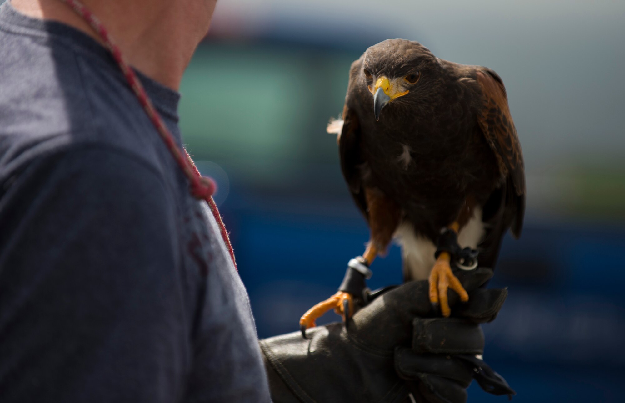 A hunting falcon rests on the hand of Paul Maus, a falconer apprentice, during a demonstration of the falcon’s capabilities alongside the flightline at Spangdahlem Air Base, Germany, May 4, 2015. Maus and Jens Fleer, the base’s primary falconer, use multiple birds a few times a week to keep the flightline clear of different animals. (U.S. Air Force photo by Airman 1st Class Luke Kitterman/Released)