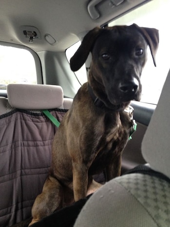 Bartholomew is a year and-a-half old plotthound mix. Bartholomew has been in training since December and has completed his basic obedience training and is working on intermediate training. Bartholomew knows more than 30 commands and is create trained. Bartholomew is unable to complete the service dog-training program due to his nervousness. He is a very sweet dog but can be shy. Bartholomew is sometimes leery of new people and will bark at them. This is not a behavior we can have in a service dog going out in public constantly meeting new people. It is recommended he go into a home with another dog and/or a more “calm” family. 