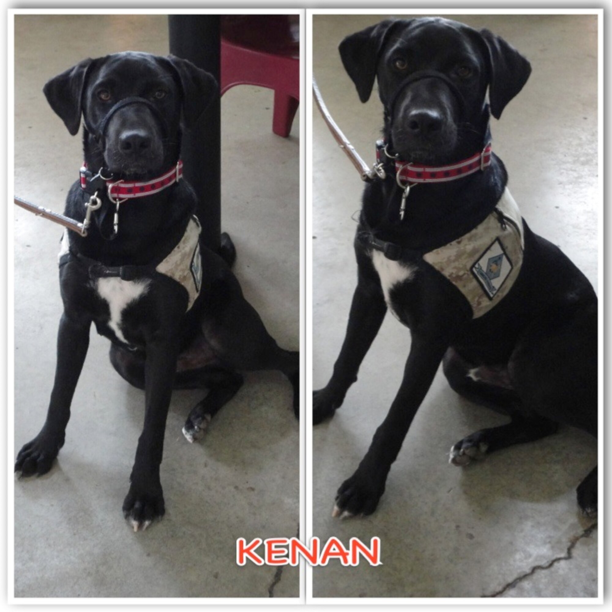 Kenan is a small black lab mix. He is approximately a year and-a-half old and has been in the program since November. He has completed his basic obedience training and is working on his intermediate. Kenan is unable to complete the service dog-training program due to his energy and dominant attitude. He would be best suited for a family or someone who is very active. Kenan is trained in more than 30 commands and is crate trained. Because of his excessive energy and more dominant play with the other dogs it is recommended he go to a home without any other animals, or another dog that could handle his energy/excitement. Kenan needs someone who will be a strong leader and show him the ropes. If you like to be active, go for runs, or have a large family Kenan would be great for you! 