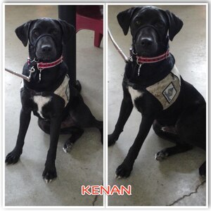 Kenan is a small black lab mix. He is approximately a year and-a-half old and has been in the program since November. He has completed his basic obedience training and is working on his intermediate. Kenan is unable to complete the service dog-training program due to his energy and dominant attitude. He would be best suited for a family or someone who is very active. Kenan is trained in more than 30 commands and is crate trained. Because of his excessive energy and more dominant play with the other dogs it is recommended he go to a home without any other animals, or another dog that could handle his energy/excitement. Kenan needs someone who will be a strong leader and show him the ropes. If you like to be active, go for runs, or have a large family Kenan would be great for you! 