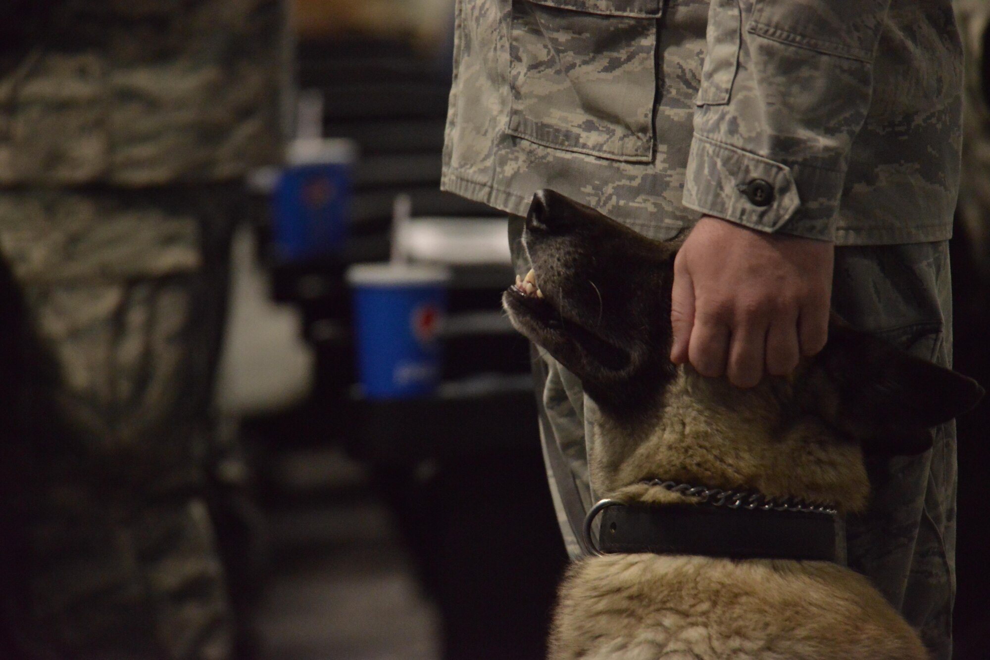 Ttilly, 379th Expeditionary Security Forces Squadron military working dog, sits next to her handler during the memorial service of MWD Jonny May 2, 2015 at the Blatchford-Preston Complex at Al Udeid Air Base, Qatar. Jonny’s career began the day he was accepted into to the Department of Defense MWD program in Lackland Air Force Base, Texas late 2009. ( U.S. Air Force photo by Staff Sgt. Alexandre Montes)