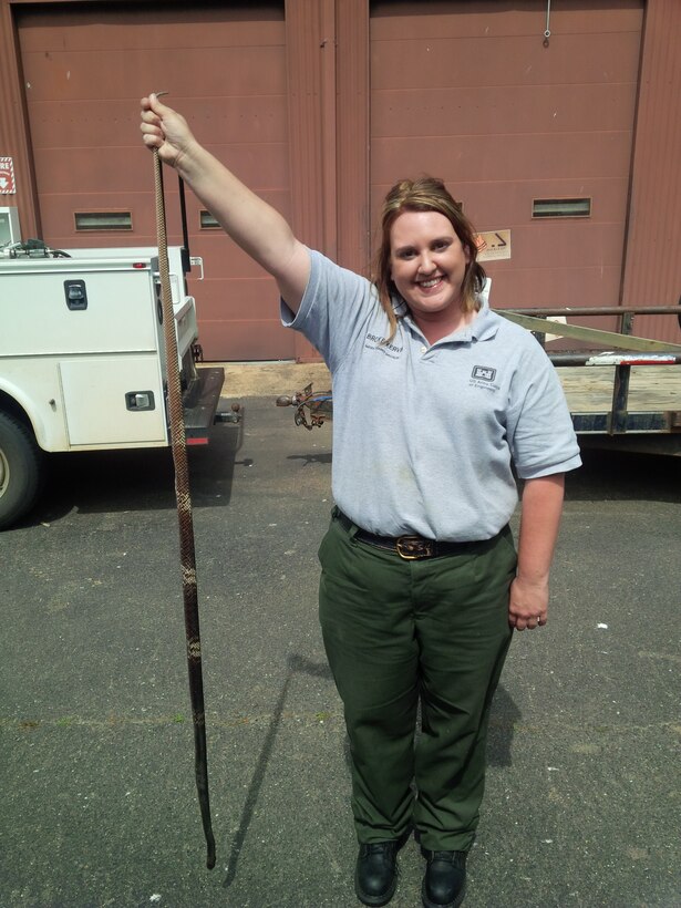 Millwood Lake Park Ranger Brooke Kervin found this Coachwhip (Masticophis flagellum) dead in the road.