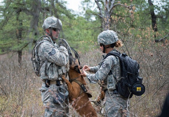 Airmen from the 87th Security Forces Squadron collar their military working dog during an 87th Civil Engineer Squadron Explosive Ordnance Disposal field training exercise on Joint Base McGuire-Dix-Lakehurst, N.J. May 6, 2015. EOD replicated situations from Iraq and Afghanistan to take advantage of lessons learned there. (U.S. Air Force photo by Airman 1st Class Joshua King) 