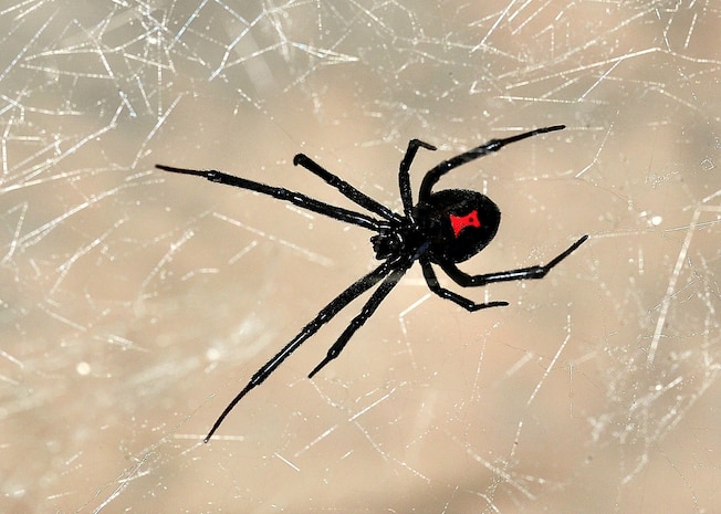 Black widows are well-known spiders recognized by the red, hourglass-shaped mark on their abdomens and their venom that is about 15 times stronger than that of a rattle snake.