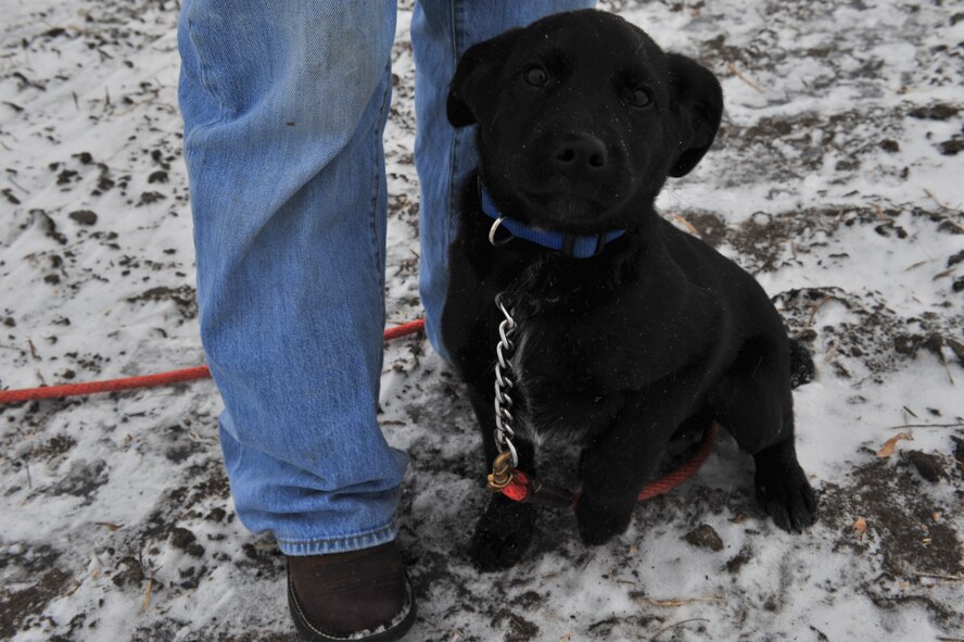 Senior Airman Kasey Castor, 5th Maintenance Group weapons load crew team member, takes her hunting dogs out to exercise in Minot, N.D., Jan. 31, 2015. Castor unwinds from a hard day of work by hunting and is currently working on her degree in fisheries and wildlife (U.S. Air Force photo/Senior Airman Malia Jenkins)