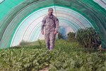 Sgt. David Hafer, an agronomy specialist with the Arkansas Agriculture
Development Team (ADT), looks over a test crop of spinach in the team's
greenhouse on its demonstration farm located at Shahr-e-Safa, Afghanistan.
The ADT operates the farm in conjunction with the Zabul Province Agriculture
Department to demonstrate new farming techniques and test crop products and
resiliency to pests and weather conditions.