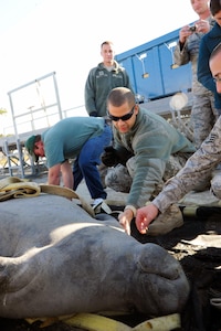 Members of the 6th Logistics Readiness Squadron at MacDill Air Force Base, Fla., assist in the transport of an 840-pound male manatee Dec. 9, 2010. Accompanied by six biologists and two veterinarians, the sea cow is heading to San Juan, Puerto Rico, after suffering minor injuries in a boat strike. Officials from Air Mobility Command and the Puerto Rico Air National Guard’s 156th Airlift Wing are working together to airlift the mammal to San Juan.