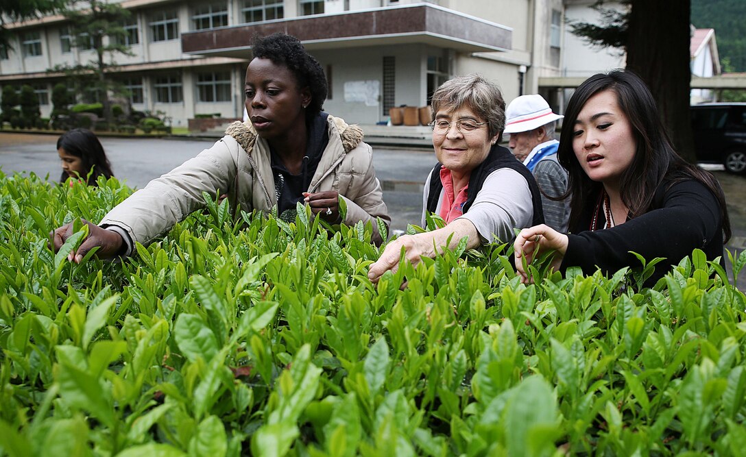 Marine Corps Air Station Iwakuni, Japan, residents pick green tea leaves during a Cultural Adaption Program tea harvesting event in Iwakuni City, May 7, 2015. During the visit to Hirose-Iwakuni High School, students, guests and even elders from a local nursing home picked 37 pounds of green tea leaves that will be fanned, steamed cooled, pressed, rolled and dried for everyone’s enjoyment.