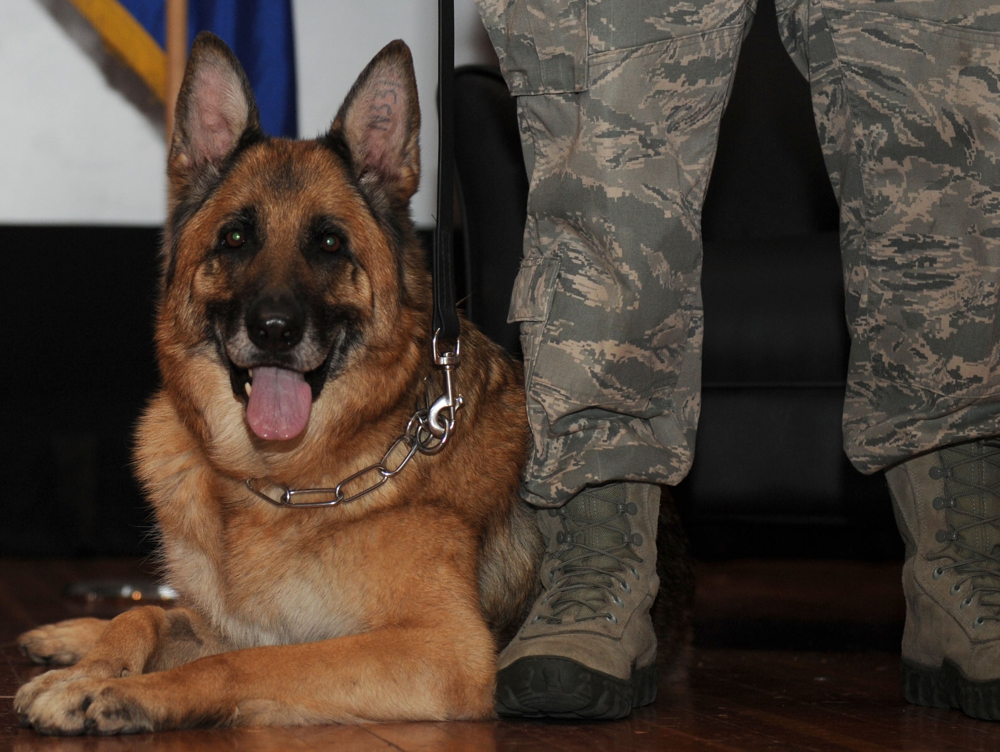 Military Working Dog Rakker, 22nd Security Forces Squadron, relaxes before his retirement ceremony, May 13, 2015, at McConnell Air Force Base. Rakker served 49 dog years in the Air Force and plans to enjoy his retirement as a pet. (Courtesy photo)