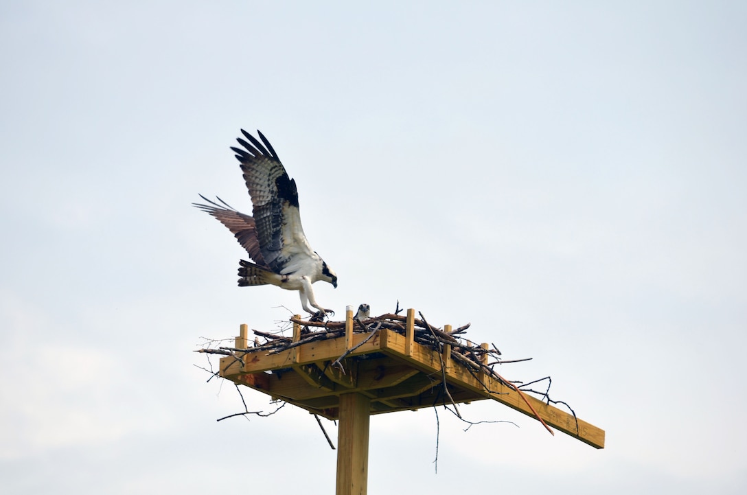 A pair of ospreys make themselves at home in their new nest adjacent to the mainside Wastewater Treatment Plant. After ospreys attempted to nest directly on the wires, which caused the death of at least one bird, two power failures and equipment damage, Facilities Maintenance Section workers built and installed an elevated perch for the birds to nest on in the same location. It took less than two days for the birds to start building the nest atop the perch after it was placed.