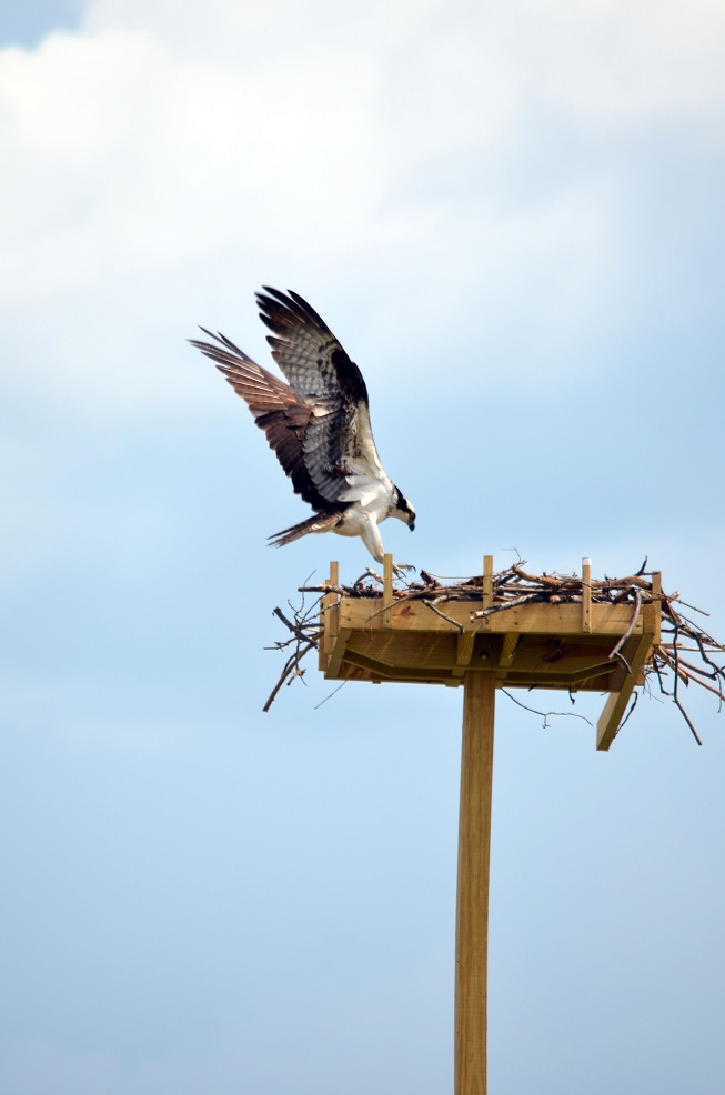 A pair of ospreys make themselves at home in their new nest adjacent to the mainside Wastewater Treatment Plant. After ospreys attempted to nest directly on the wires, which caused the death of at least one bird, two power failures and equipment damage, Facilities Maintenance Section workers built and installed an elevated perch for the birds to nest on in the same location. It took less than two days for the birds to start building the nest atop the perch after it was placed.
