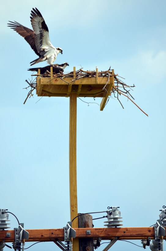 A pair of ospreys make themselves at home in their new nest adjacent to the mainside Wastewater Treatment Plant. After ospreys attempted to nest directly on the wires, which caused the death of at least one bird, two power failures and equipment damage, Facilities Maintenance Section workers built and installed an elevated perch for the birds to nest on in the same location. It took less than two days for the birds to start building the nest atop the perch after it was placed.