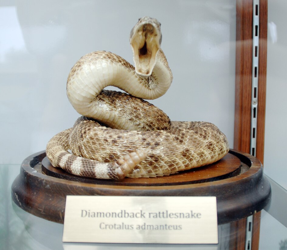 The Eastern diamondback rattlesnake is one of six kinds of venomous snakes found in Southwest Georgia. The Eastern diamondback rattlesnake and the water moccasin have been documented aboard Marine Corps Logistics Base Albany, according to Julie Robbins, natural resource manager, MCLB Albany.