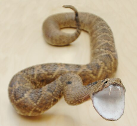 The Eastern diamondback rattlesnake is one of six kinds of venomous snakes found in Southwest Georgia. The Eastern diamondback rattlesnake and the water moccasin have been documented aboard Marine Corps Logistics Base Albany, according to Julie Robbins, natural resource manager, MCLB Albany.