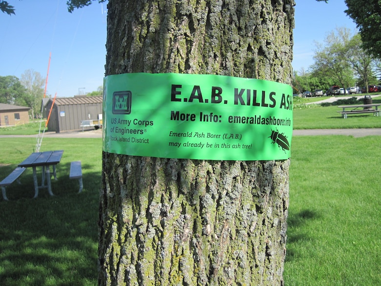 An ash tree located at the Mississippi River Visitor Center in Rock Island, Illinois, wrapped with green EAB tape to inform visitors of the effects of EAB infestation.
