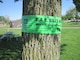 An ash tree located at the Mississippi River Visitor Center in Rock Island, Illinois, wrapped with green EAB tape to inform visitors of the effects of EAB infestation.