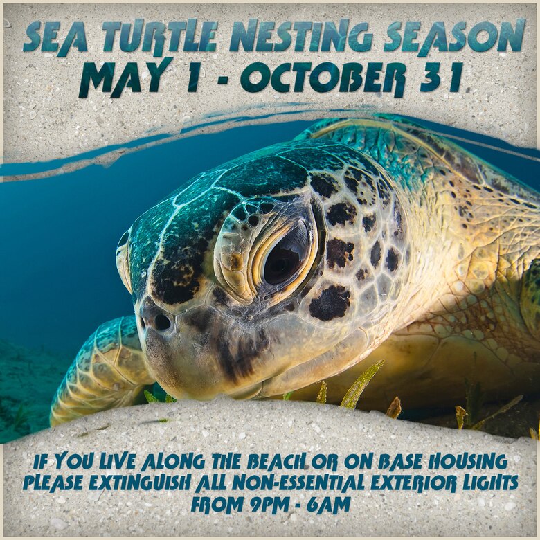 Reminder To Turn Off Lights For Sea Turtles 45th Space Wing Article 