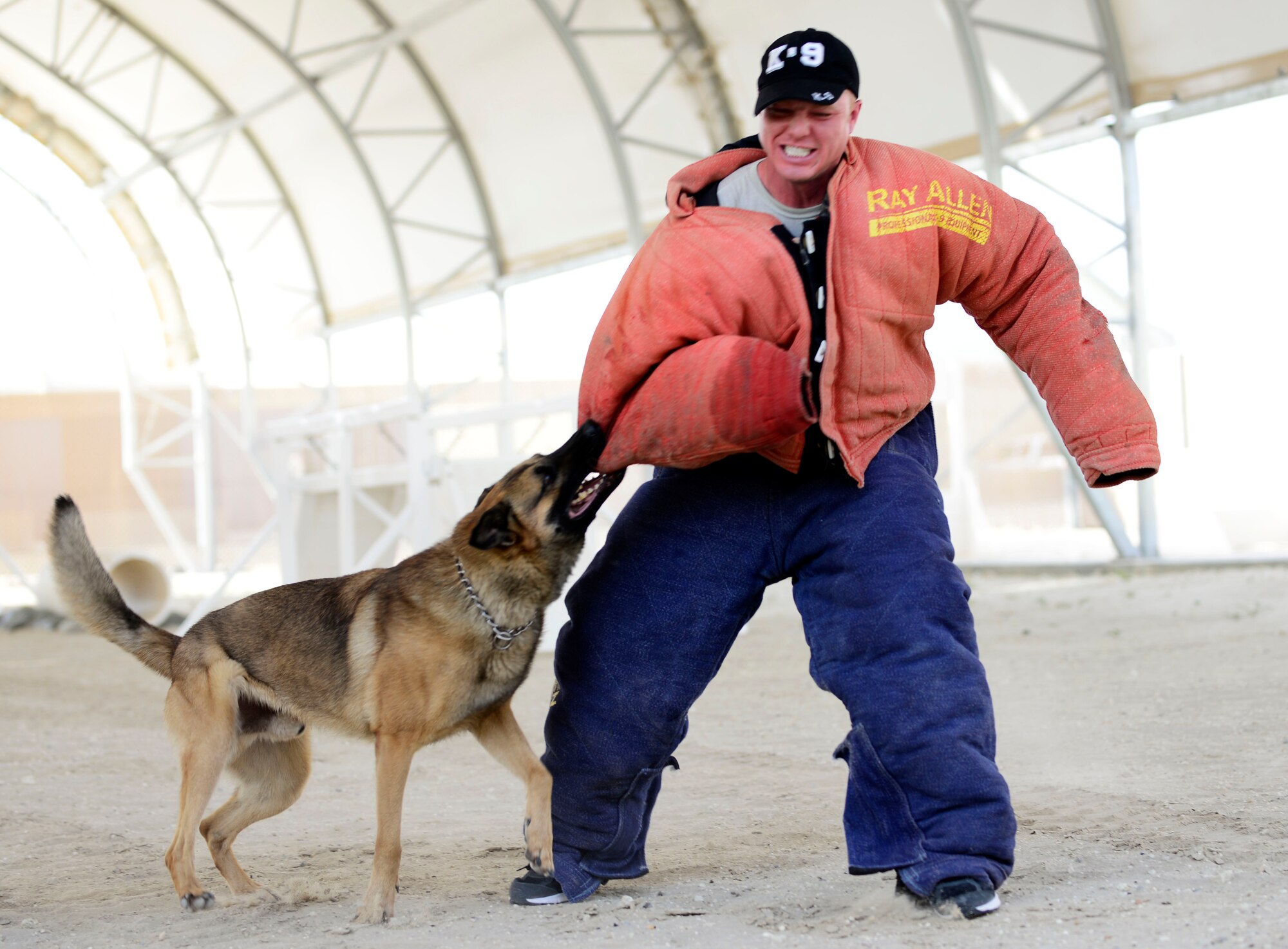 Nido, a 386th Expeditionary Security Forces Squadron Military Working Dog, executes a holding maneuver on a simulated assailant during a National Police Week K-9 demonstration event at an undisclosed location in Southwest Asia, May 14, 2015. MWD partner with a SFS member in non-combat and combat support missions, to include areas of security, law enforcement and antiterrorism. (U.S. Air Force photo by Senior Airman Racheal E. Watson/Released)