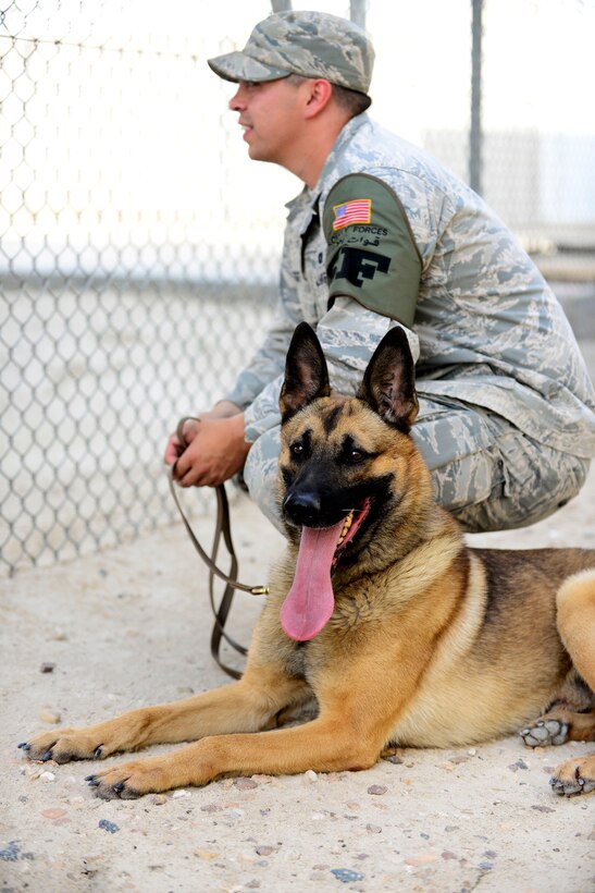 U.S. Air Force Staff Sgt. Devin Tiger, a 386th Expeditionary Security Forces Squadron military working dog handler, and Nido, MWD, wait for the next scenario during a National Police Week K-9 demonstration event at an undisclosed location in Southwest Asia, May 14, 2015. The demonstration was held during National Police Week to honor fallen law enforcement officers, fellow Airmen and MWDs who paid the ultimate sacrifice in the line of duty. (U.S. Air Force photo by Senior Airman Racheal E. Watson/Released)