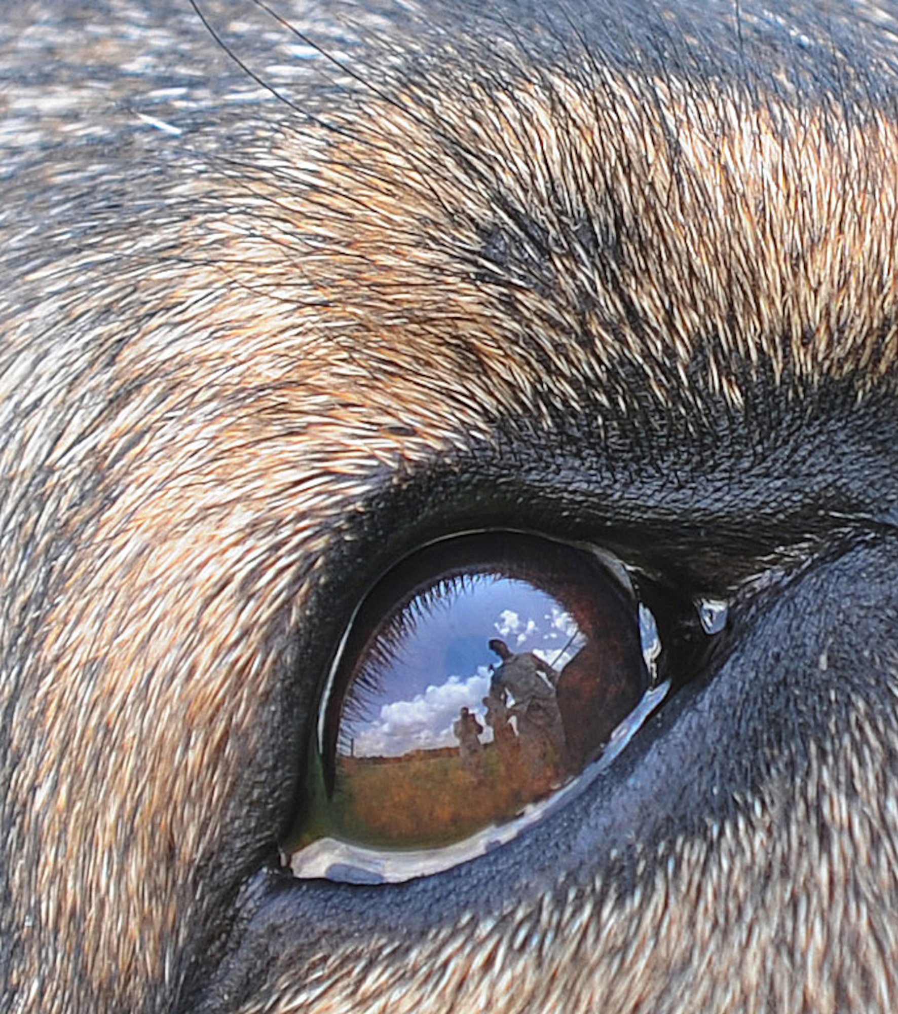Dusty, a military working dog, fixates his attention on his handler, U.S. Air Force Staff Sgt. Johnny Key, 509th Security Forces Squadron, during a training session at Whiteman Air Force Base, Mo., May 5, 2015. Key and Dusty have been partners for seven months. (U.S. Air Force photo by Staff Sgt. Alexandra M. Longfellow/Released) 