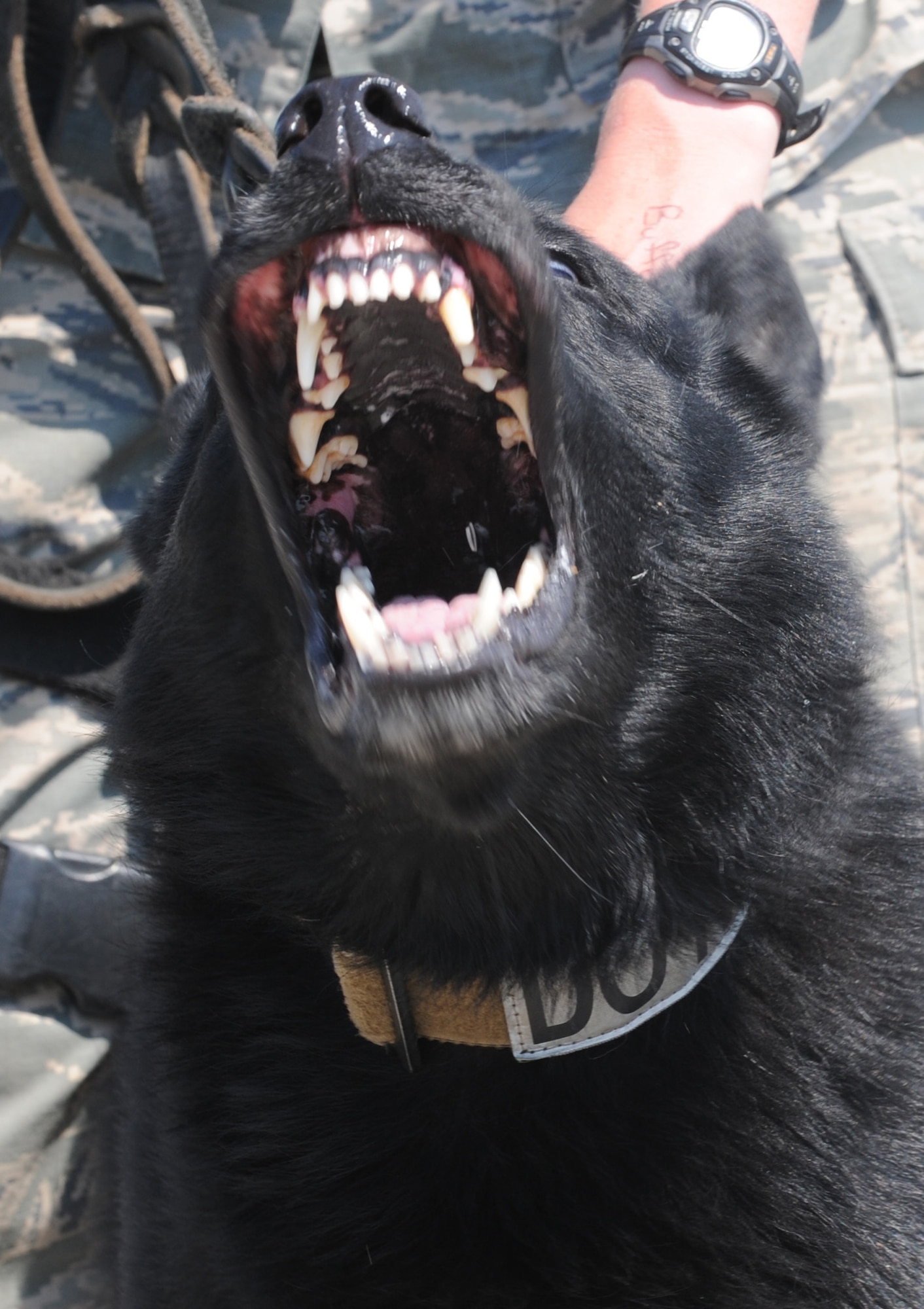 509th Security Forces Squadron military working dog Buda, aggresses a suspect during training at Whiteman Air Force Base, Mo., May 5, 2015. Buda is 4 years old. (U.S. Air Force photo by Staff Sgt. Alexandra M. Longfellow/Released)