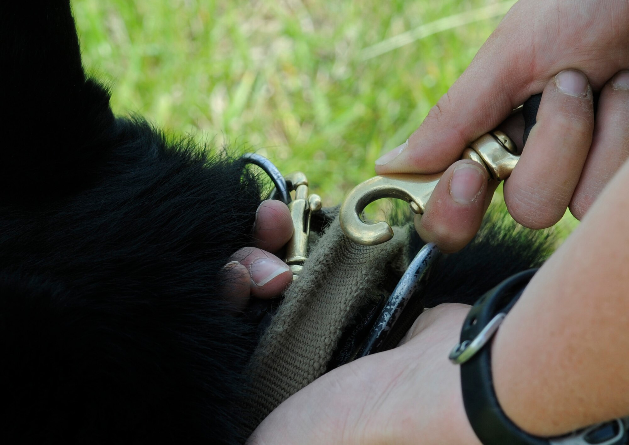 U.S. Air Force Staff Sgt. Amanda Cubbage, 509th Security Forces Squadron military working dog handler removes the leash from MWD Buda during an off-leash training session at Whiteman Air Force Base, Mo., May 5, 2015. Cubbage and Buda have been partners for seven months. (U.S. Air Force photo by Staff Sgt. Alexandra M. Longfellow/Released)