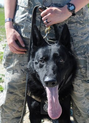 U.S. Air Force Staff Sgt. Amanda Cubbage, 509th Security Forces Squadron military working dog handler and MWD Buda, take a rest before training again at Whiteman Air Force Base, Mo., April 30, 2015. Several local police departments attended the training, which included performing a scout for a suspect, challenging buildings and vehicle extractions. (U.S. Air Force photo by Staff Sgt. Alexandra M. Longfellow/Released)