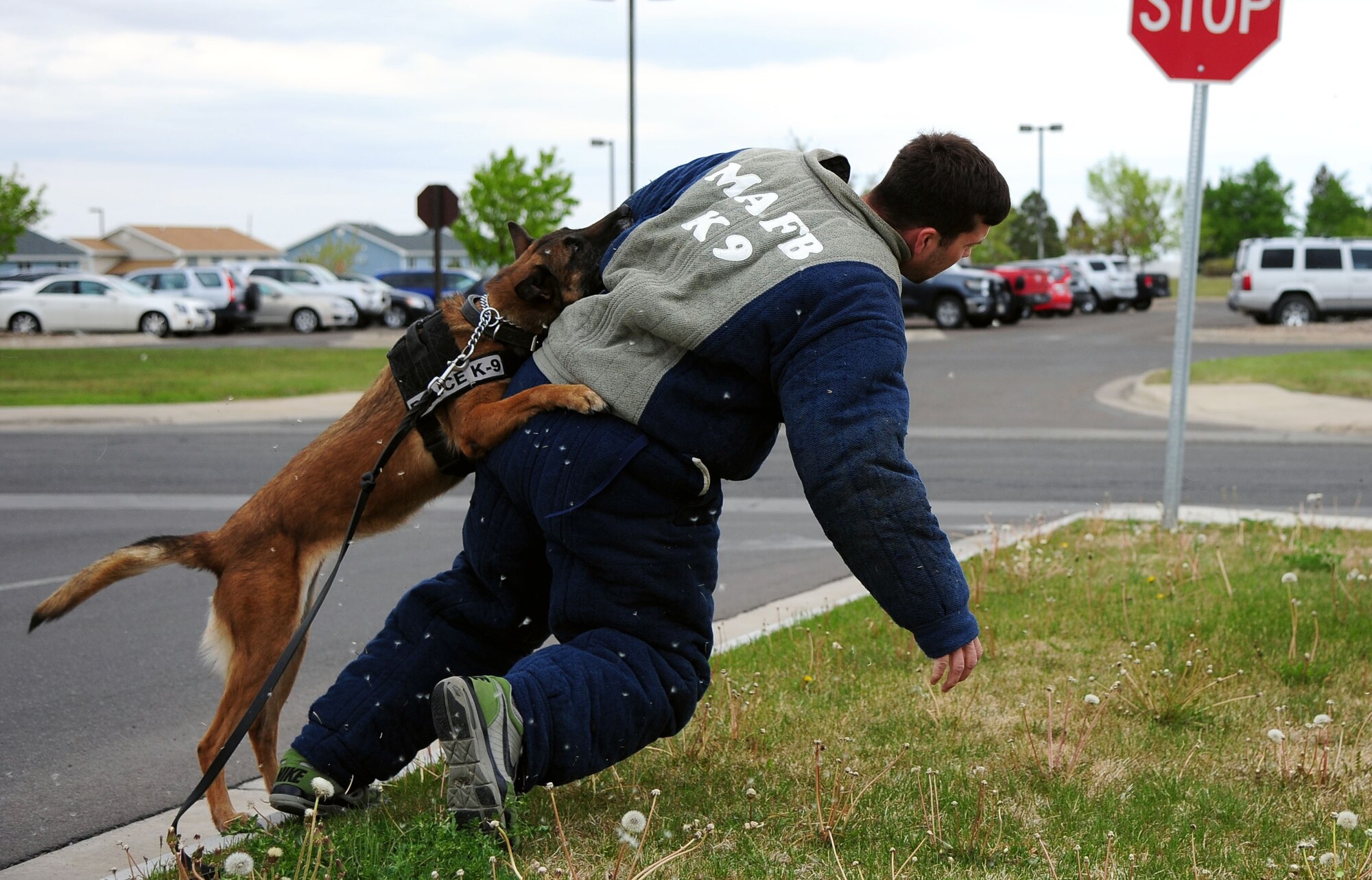A military working dog takes down a simulated suspect during a police week demonstration May 13, 2015, at Malmstrom Air Force Base, Mont. Various security forces agencies came out to showcase their unique capabilities. (U.S. Air Force photo/2nd Lt. Annabel Monroe)