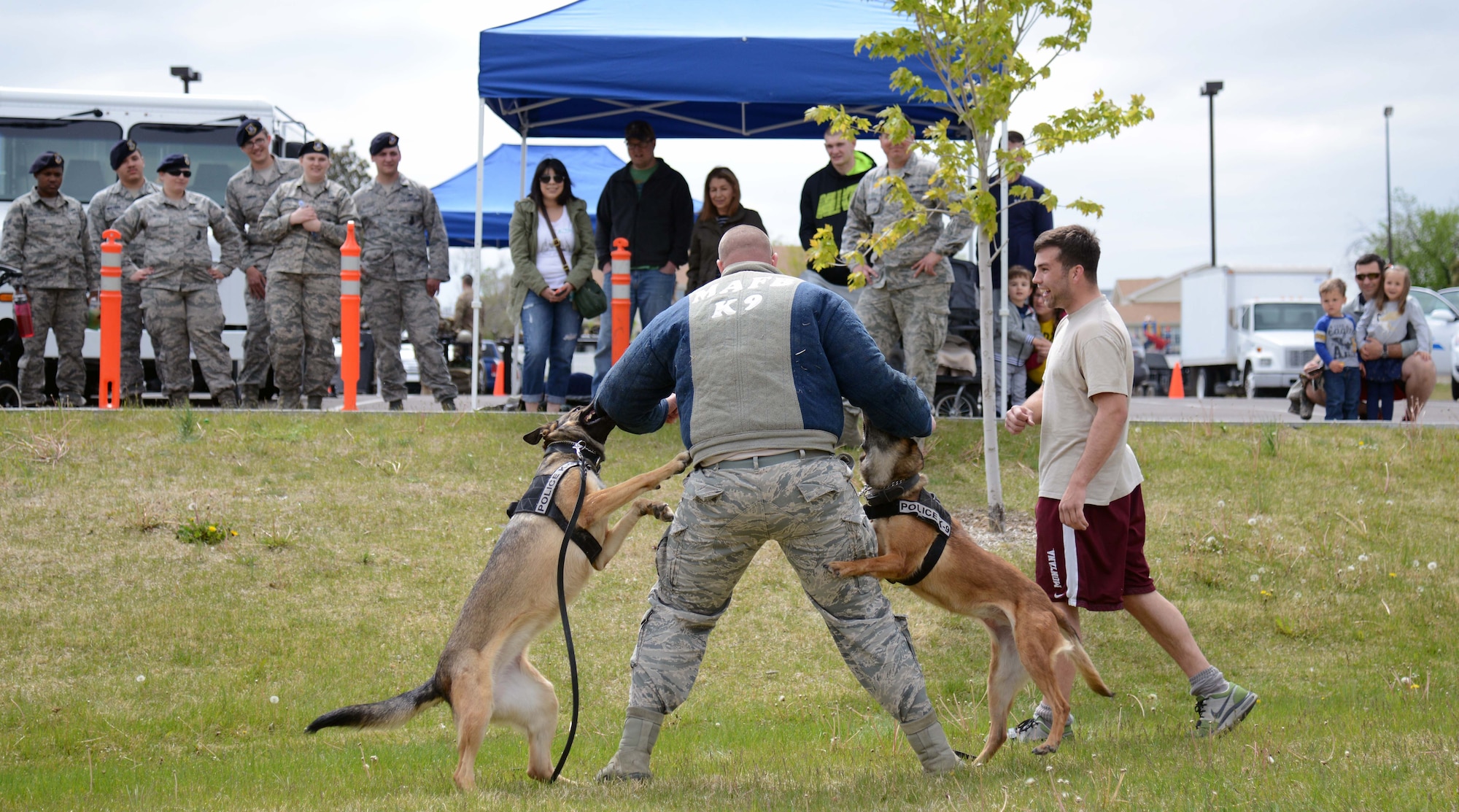 Team Malmstrom members watch military working dogs take down a simulated suspect during a police week demonstration May 13, 2015, at Malmstrom Air Force Base, Mont. Various security forces agencies came out to showcase their unique capabilities. (U.S. Air Force photo/Airman 1st Class Dillon Johnston)
