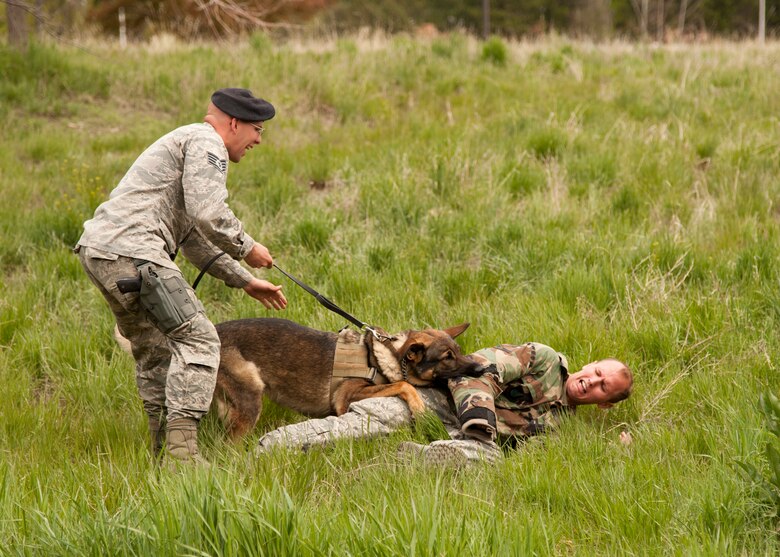 PETERSON AIR FORCE BASE, Colo. – Staff Sgts. Travis Boroff and Timothy Norwood, 21st Security Forces Squadron, and military working dog Jack, demonstrate military working dog capabilities at the 21st SFS Training Center, May 14, 2015. The demonstration was part of Police Week activities at the 21st SFS. (U.S. Air Force photo by Senior Airman Tiffany DeNault)