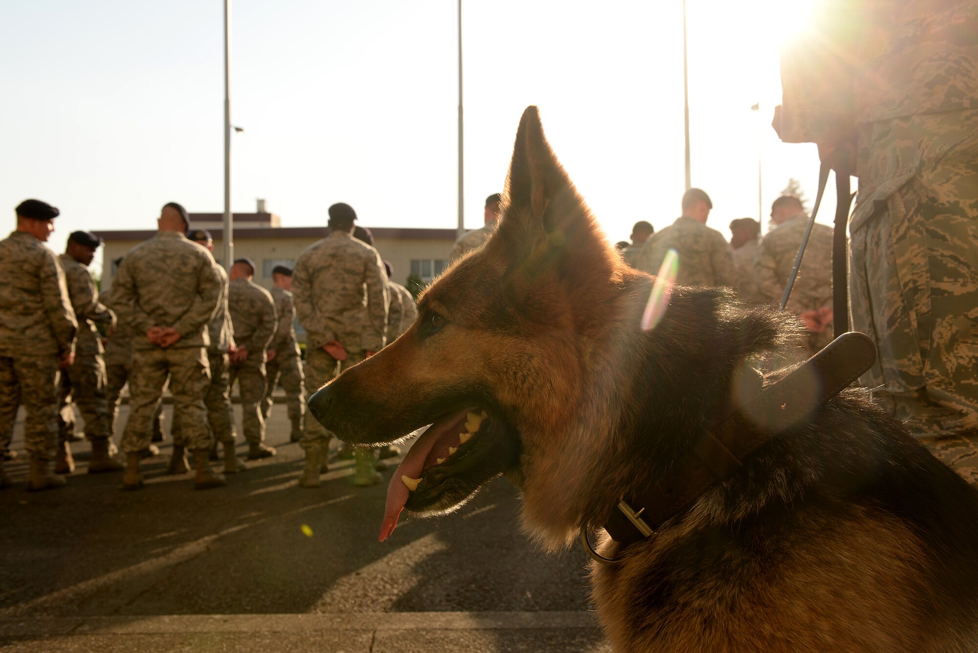 A military working dog with the 374th Security Forces Squadron attends a retreat ceremony during Police Week at Yokota Air Base, Japan, May 13, 2015. Police Week events included a 5K run, a physical fitness challenge, displays in front of the Yokota Community Center and a Policeman's Ball. (U.S. Air Force photo by Airman 1st Class Elizabeth Baker/Released)