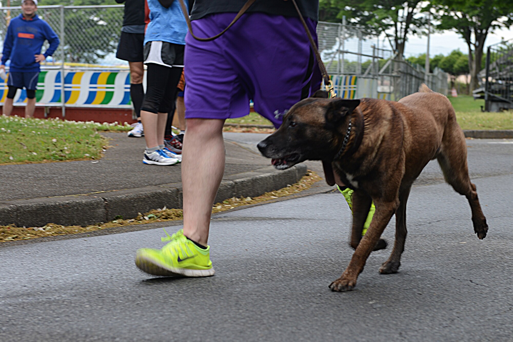 Topa, 374th Security Forces Squadron military working dog, takes part in the Police Week 5K run at Yokota Air Base, Japan, May 12, 2015. Topa was one of two military working dogs participating in the run and the first to finish. (U.S. Air Force photo by Airman 1st Class David C. Danford/Released)