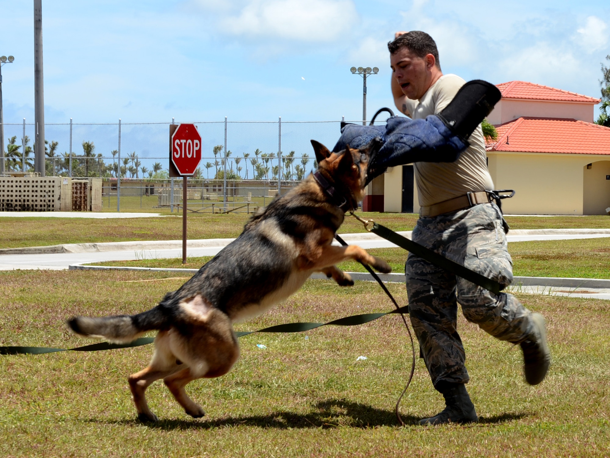 Staff Sgt. Miguel Novoa, 36th Security Forces working dog handler, mock-struggles against his military working dog, May 12, 2015, at Andersen Air Force Base, Guam. Security forces Airmen held the public MWD job-skills presentation in recognition of National Police Week. (U.S. Air Force photo by Airman 1st Class Alexa Ann Henderson/Released)