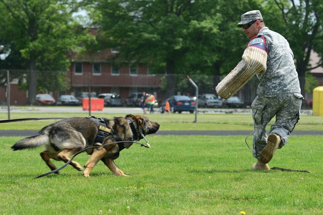 U.S. Army Staff Sgt. Hector Reyes, 3rd Military Police Detachment military working dog handler, and Sarik, Fort Eustis MWD, participate in a demonstration during a 50th Vietnam War Commemoration at Fort Eustis, Va., May 16, 2015. Reyes played a “bad guy” to show how the MWDs take an assailant down. (U.S. Air Force photo by Senior Airman Kimberly Nagle/Released)  