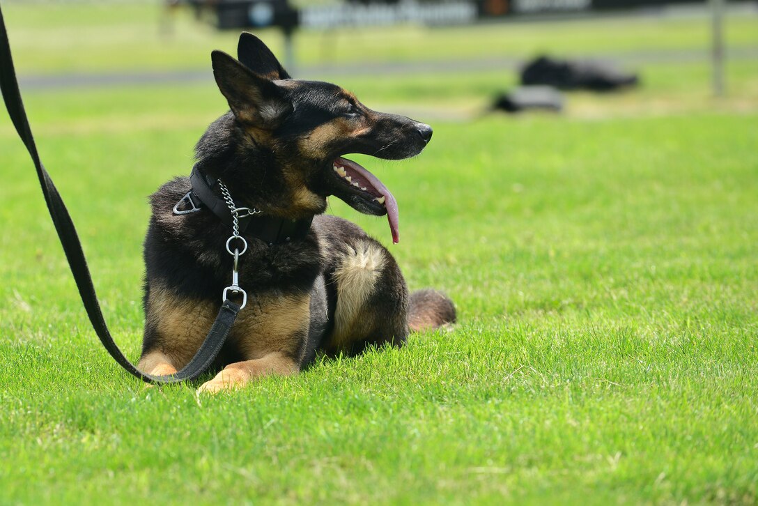 Chek, a Fort Eustis Military Working dog, waits for his turn to go through an obstacle course during the 50th Vietnam War Commemoration at Fort Eustis, Va., May 16, 2015. Military working dogs were utilized in the Vietnam War just as they are now. The MWDs in Vietnam were trained for jungle combat, day and night time scouting, detecting tunnels, mines and other items. (U.S. Air Force photo by Senior Airman Kimberly Nagle/Released)  