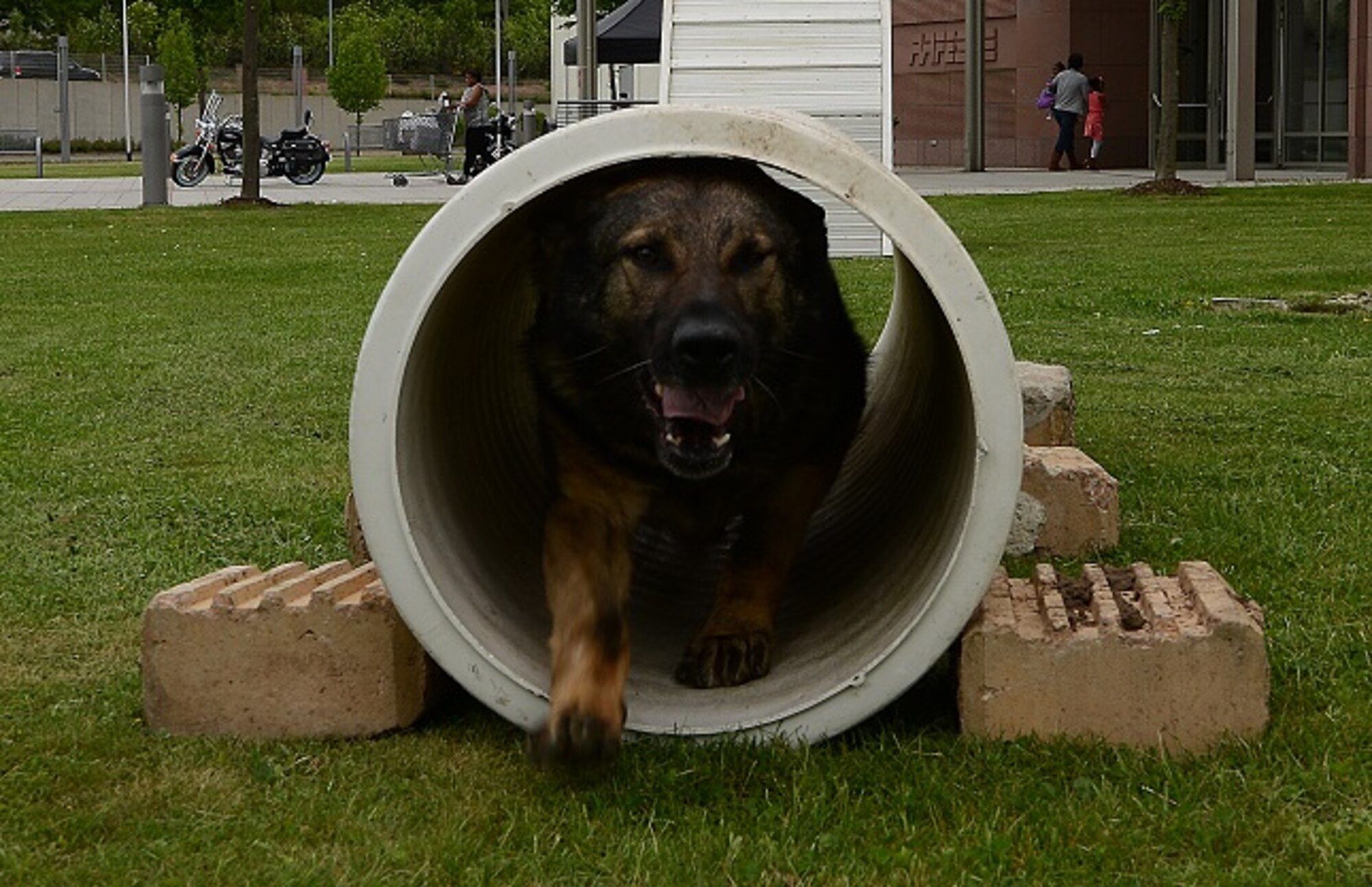 Charone, 86th Security Forces Squadron military working dog, runs through a concrete pipe as part of a MWD demonstration May 9, 2015, at Ramstein Air Base, Germany. The demonstration was one of several events planned in honor of National Police Week. (U.S. Air Force photo/Airman 1st Class Tryphena Mayhugh)