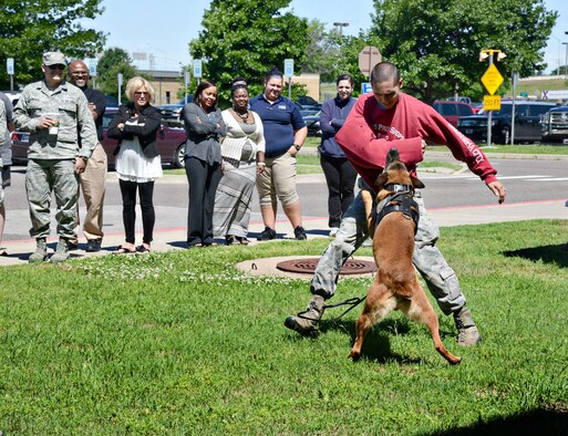 Military Working Dog EElijah attacks Senior Airman Michael Castilleja during a demonstration at the Tinker Exchange as part of the 2015 Police Week activities. (Air Force photo by Kelly White/Released)
