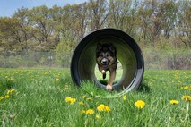 Peta, a Military Working Dog assigned to the 66th Security Forces Squadron, runs through an obstacle at the 66 SFS kennel May 15. Peta and other MWDs assigned to the squadron are used in patrol, drug and explosive detection and specialized mission functions for the Department of Defense and other government agencies. (U.S. Air For photo by Linda LaBonte Britt)