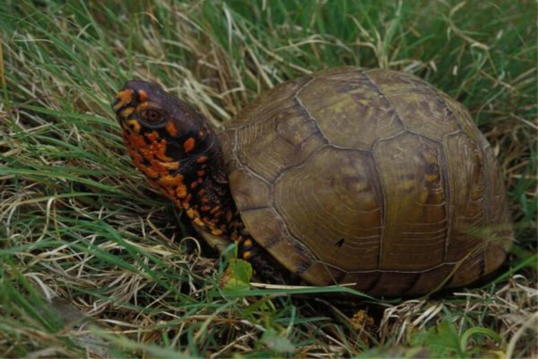 Three-Toed Box Turtle (Courtesy Missouri Department of Conservation)