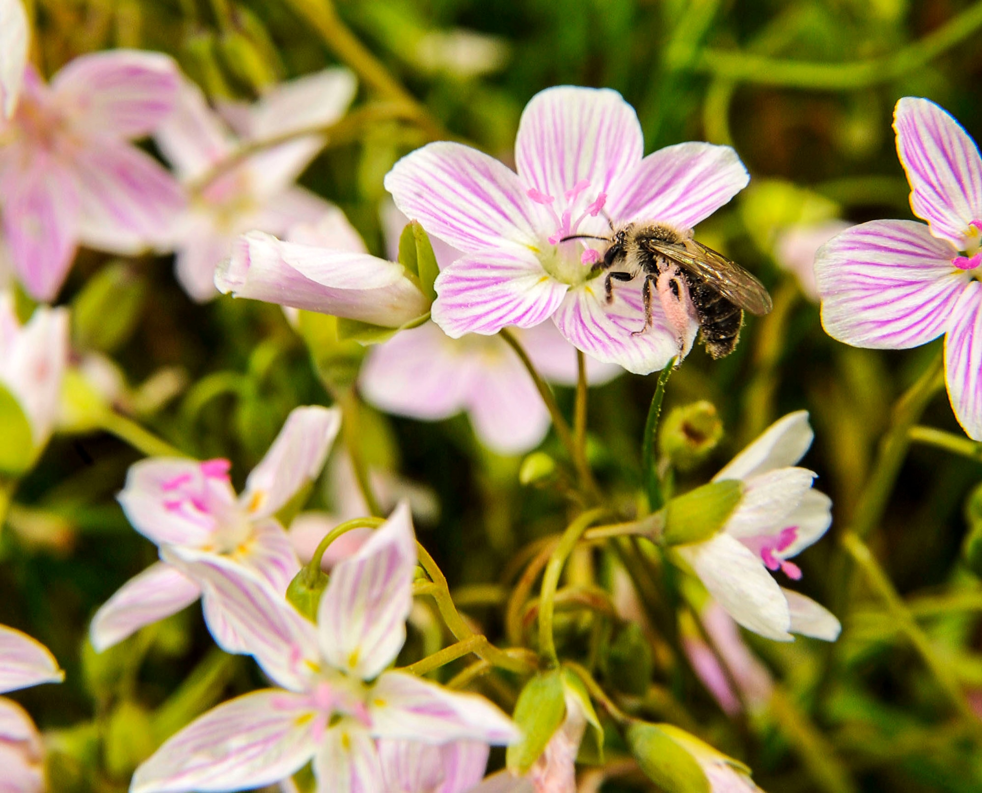 A bee collects pollen from a flower April 7, 2015, at Little Rock Air Force Base, Ark. Honey bees collect pollen and nectar as food for their colonies. (U.S. Air Force photo by Senior Airman Stephanie Serrano)
