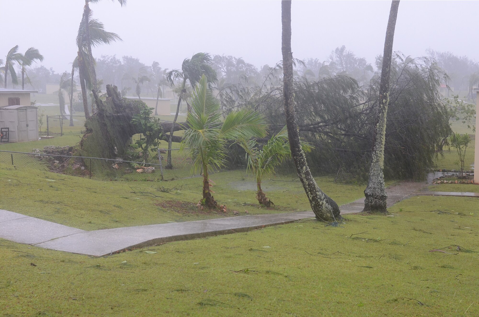 Destructive winds topple a tree in base housing May 16, 2015, on Andersen Air Force Base, Guam. The island was hit by Typhoon Dolphin, causing damage and power outages throughout the entire island. (U.S. Air Force photo by Airman 1st Class Alexa Ann Henderson/Released)