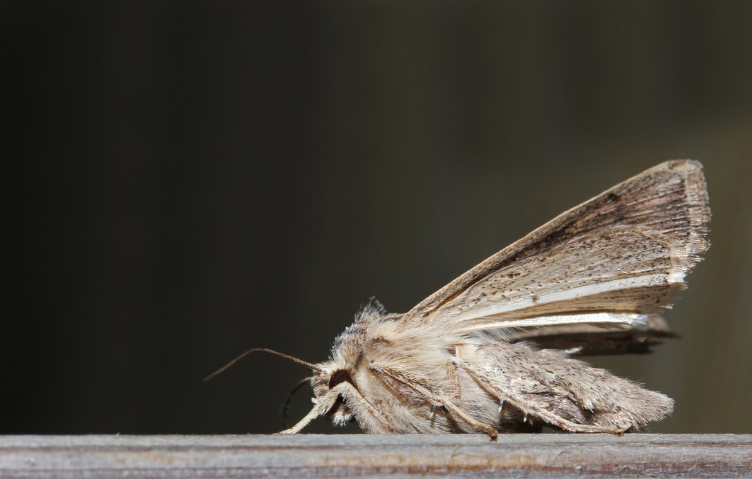 Miller moth invasion