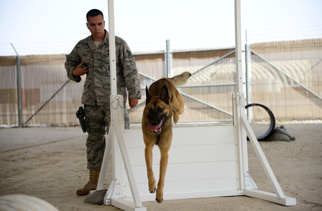 U.S. Air Force Staff Sgt. Devin Tiger, a 386th Expeditionary Security Forces Squadron military working dog handler, leads Nido, MWD, through an agility course at an undisclosed location in Southwest Asia, May 21, 2015. Memorial Day is observed on the last Monday in May as a day of remembrance in honor of the men and women who died in the pursuit of freedom and peace. (U.S. Air Force photo by Senior Airman Racheal E. Watson/Released)