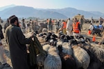 Kuchi tribesman and Afghan veterinary workers herd sheep toward the chutes where the animals were de-wormed and vaccinated as part of a Veterinary Outreach Sustainment Program for the nomadic Kuchi tribesman camped in the Noor Gal District of Afghanistan's Kunar province Jan. 8. The VOSPs are underwritten by the Iowa National Guard's 734th Agribusiness Development Team and implemented by the Kunar provincial veterinarian.