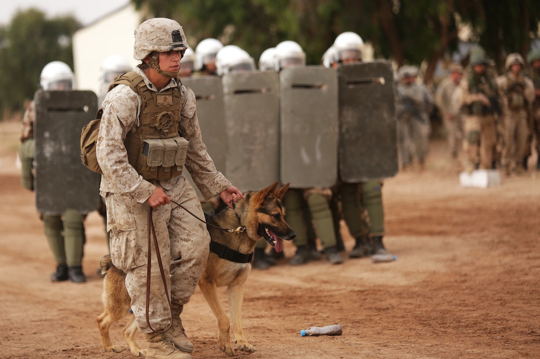 A military working dog handler and her dog Enzo prepare to join a demonstration of crowd control procedures against a simulated angry crowd in front of a group of distinguished visitors May 20 in the Tifnit, Morocco training area. They are reinforced by a Moroccan riot-control squad in protective gear. Crowd control was one of several demonstrations as general officers from participating countries observed what had been accomplished during the week-long training at the camp as a part of Exercise African Lion 2015. Exercise African Lion 15 is an annually-scheduled, combined U.S.–Moroccan exercise designed to improve mutual understanding of each nation’s tactics, techniques and procedures while demonstrating the strong bond between the two nation’s militaries. The one-week exercise includes various types of military training, including a command post exercise; stability operations, such as nonlethal weapons training and crisis/disaster response training.  Additionally, in February an intelligence capacity building seminar was conducted.